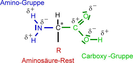 Struktur der Aminosäuren - Chemiezauber.de